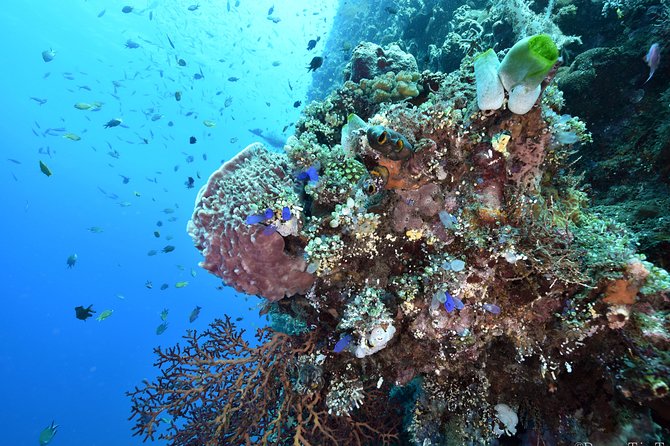 Nusa Penida Day Trip for 3 dives - Safety first: small ratios and what to look for on the boat