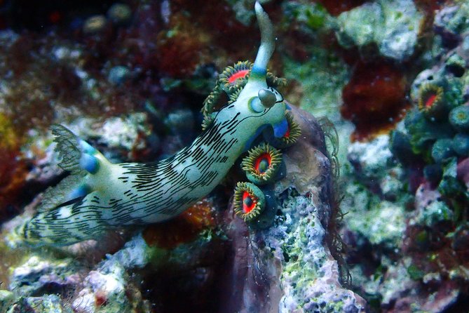 Nusa Penida Day Trip for 3 dives - Conditions you can’t ignore: currents, colder water, and rough surfaces
