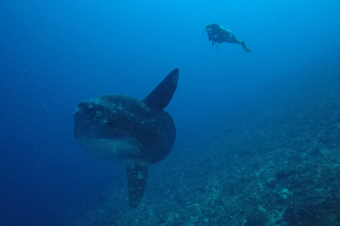 Nusa Penida Day Trip for 3 dives - Who the staff is and why it shows up in real results