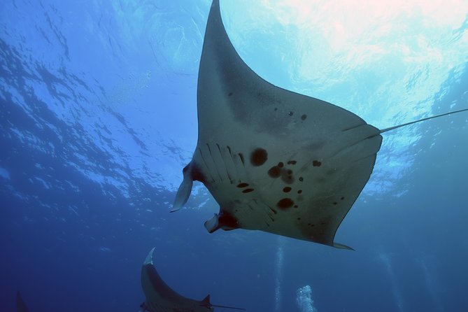 Nusa Penida Day Trip for 3 dives - Nitrox on the cheap: why the 2 free tanks matter