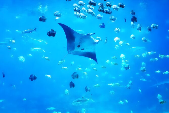 Nusa Penida Island Beach Tour With Snorkeling - Departure From Bali Island - Gamat Bay, Manta Bay, and Crystal Bay: the best snorkeling hits, fast