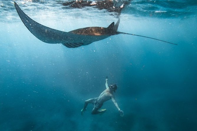 Nusa penida private senorkeling with Manta - Key Points I’d Focus On Before Booking