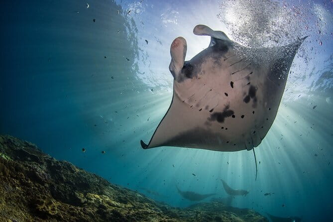 Nusa Penida : Snorkeling Trip Manta Point, Gamat Bay and Wall Bay - Key Points You’ll Care About