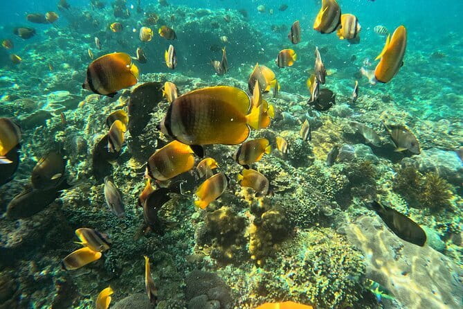 Nusa Penida : Snorkeling Trip Manta Point, Gamat Bay and Wall Bay - Wall Bay (and GT Point Backup): What Happens When Currents Change