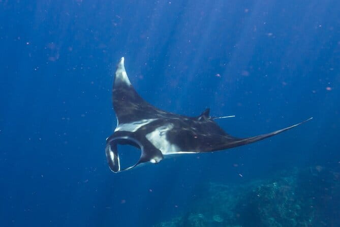 Nusa Penida : Snorkeling Trip Manta Point, Gamat Bay and Wall Bay - Price and Value: What You Really Get for $27.49
