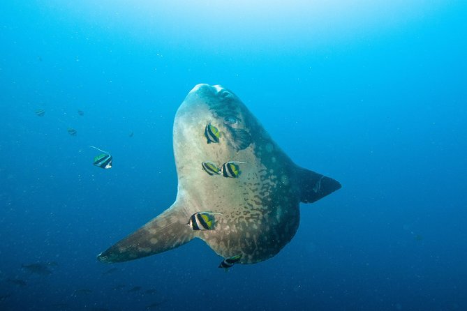 Nusa Penida Three Dives Trip for Certified Divers - Key highlights