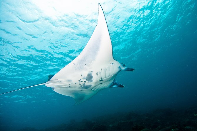 Nusa Penida Three Dives Trip for Certified Divers - Why Pure Dive Resort’s three-session day feels well-run in Ped