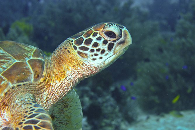 Nusa Penida Three Dives Trip for Certified Divers - Who should book this trip (and who should adjust expectations)