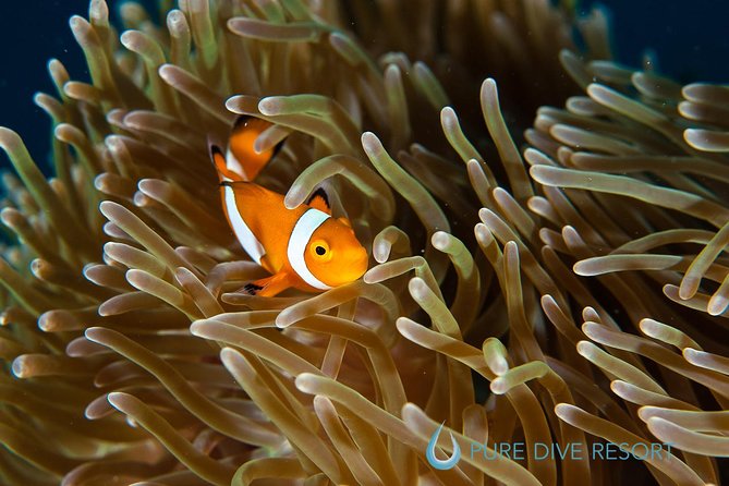 Nusa Penida Three Dives Trip for Certified Divers - Gear, boat, and guide ratios: what “safety first” really means