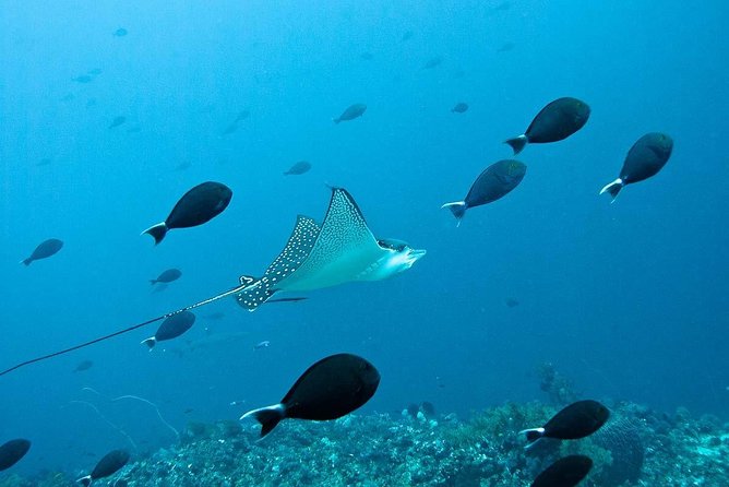 Nusa Penida Try Scuba Diving Program - for Non-Certified Divers - Your full schedule: from briefing room to the reef