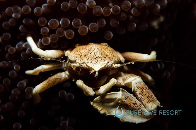 Nusa Penida Two Dives Trip for Certified Divers - Gear, Lunch by the Beach Cafe, and the Small Stuff That Keeps You Comfortable