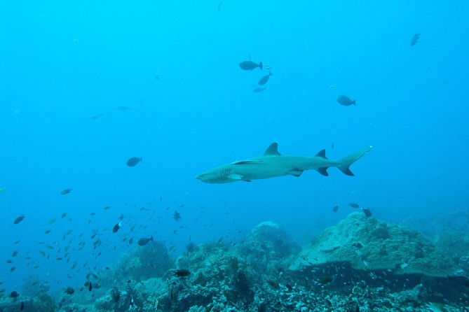 Nusa Penida Two Dives Trip for Certified Divers - Who This Trip Fits Best (And Who Might Feel Limited)
