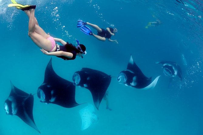 One Day Snorkeling Trip & West Tour Nusa Penida by Penidago - Key things to know before you go