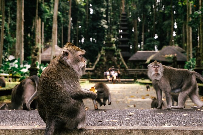 One Day Tour Ubud With Private Guide - Tegalalang Rice Terrace and the Swing Option: Views, Farming Life, and Timing