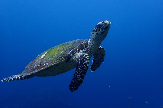 Open Water Course in Nusa Lembongan - Get Certified on remote island (next Bali) - Who Should Book This Course (and Who Might Want a Different Fit)