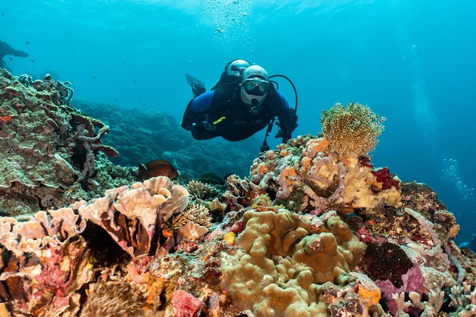 Open Water Course in Pemuteran - Get Certified in Bali - Menjangan Island: the marine-park payoff with 4 ocean sessions total