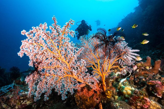 Open Water Course in Tulamben - Get Certified in Bali - Stop 2: Tulamben Beach and coral gardens