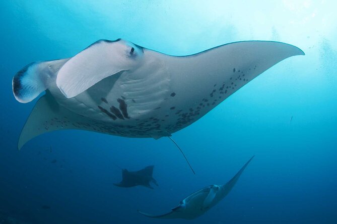 PADI Open water Course in Lembongan - Get certified & dive anywhere in the world - Who this course is best for (and who might want a different plan)