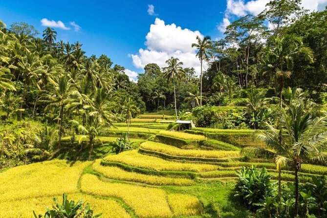 Private Bali Tour - All Inclusive - Stop 2: Tegalalang Rice Terrace when photos meet the real views