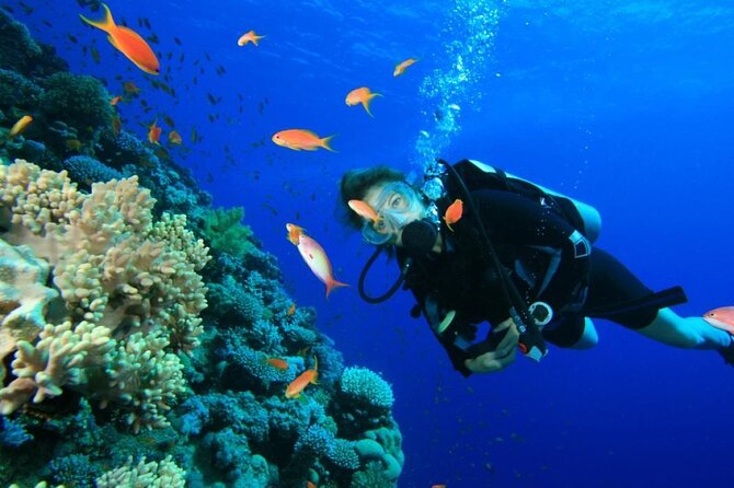 Private Diving Experience in Nusa Dua with Hotel Pick Up - Pickup, timing, and why the 2-hour length actually helps