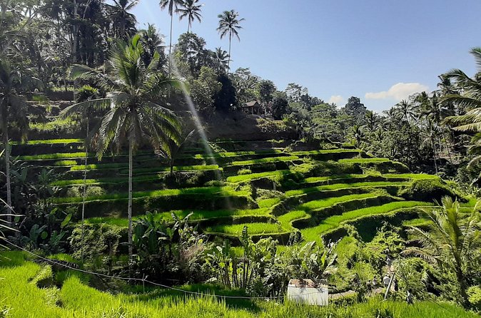 Private Driver in Bali with English Speaking - Kintamani highlands and Batur Caldera views: go for the weather window