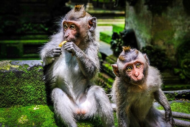 Private Full Day Tour In Ubud Bali - Tegalalang Rice Terrace: Cliffside Views You’ll Understand Better