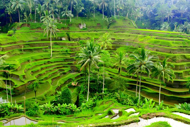 Private Half Day-Tour: Ubud Art Village Trip - A Famous Temple Moment En Route (What to Expect)