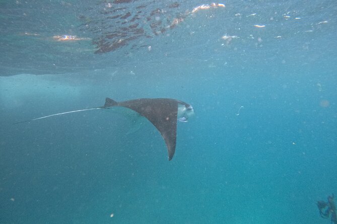 PRIVATE Nusa Penida on Boat Snorkeling & Island Tour (INCLUSIVE) - From pickup to ferry: the day’s timing in plain English
