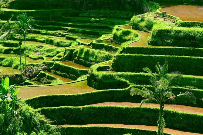 Private Shore Excursion: Customized Best of Bali Tour - Sacred Monkey Forest Sanctuary in Ubud: Long-Tailed Macaques Up Close