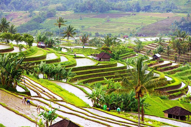 Private Shore Excursion: Customized Best of Bali Tour - Ubud Art Market and Ubud Palace: Free Stops That Still Matter