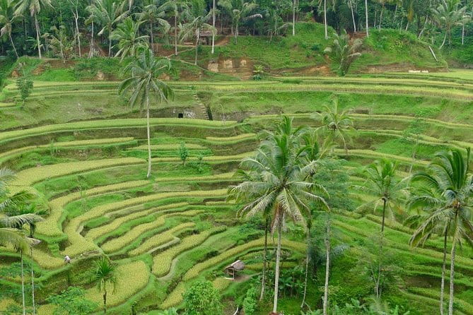 Private Shore Excursion: Highlights of Bali - Coffee tasting at Satria Agrowisata without the pressure