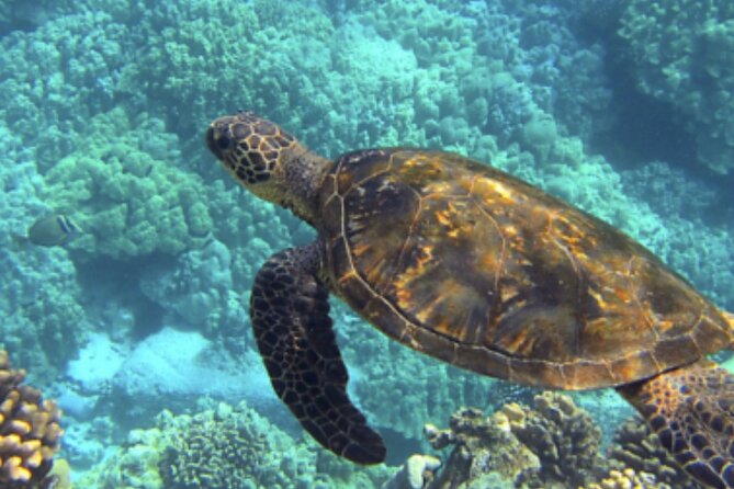 Private Snorkeling from Nusa Penida - Lunch at the beach club: where you recharge between swims
