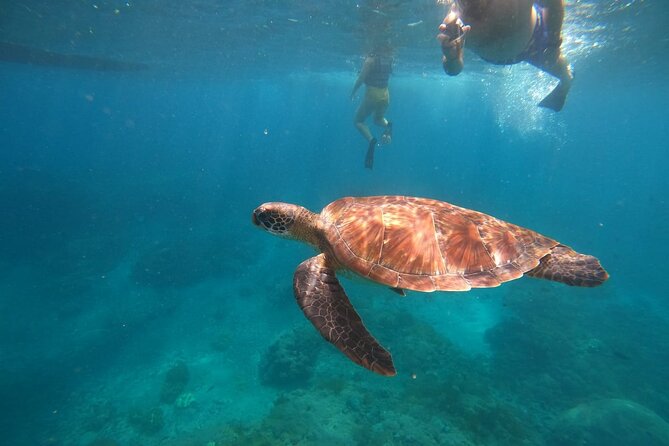 Private Snorkeling in Manta Bay, Gamat Bay & Wall at Nusa Penida - How the Day Runs: Kuta Pickup, Sanur Fast Boat, and 3 Snorkel Stops