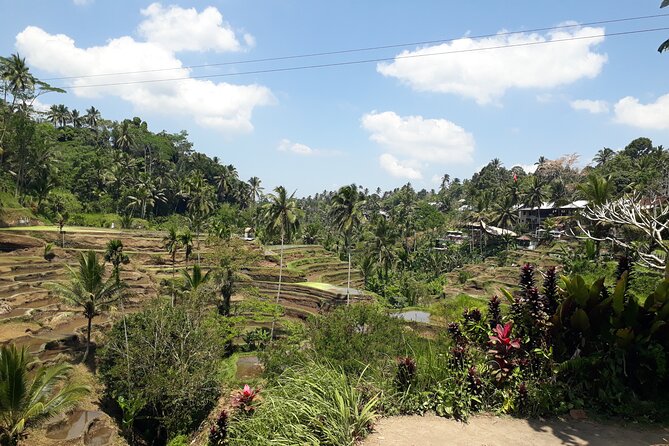 Private tour in Ubud country side - Kuta to Ubud: The Day Starts With a Drive and a Plan