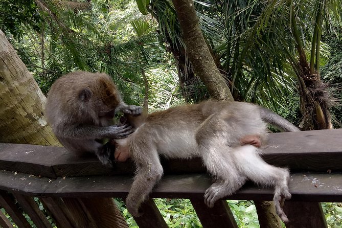 Private Tour to Sumampan Waterfall, Monkey forest, Rice terraces and Swing - Stop 3: Sacred Monkey Forest Sanctuary and Grey Long-Tailed Macaques