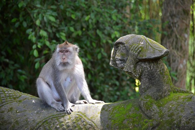 Private Tour: Ubud Day Tour with Traditional Offering Lesson - Coffee Plantation and Luwak: Expensive-Not-Just-For-Instagram