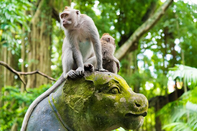 Private Tour: Ubud Highlights - Stop-by-stop: what you’ll do (and what to watch for)