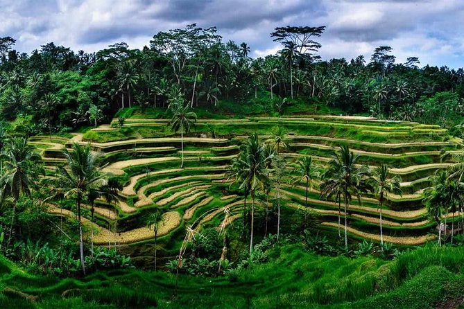 Private Ubud and Volcano Day Trip - Price and Value: What $38.47 Really Buys