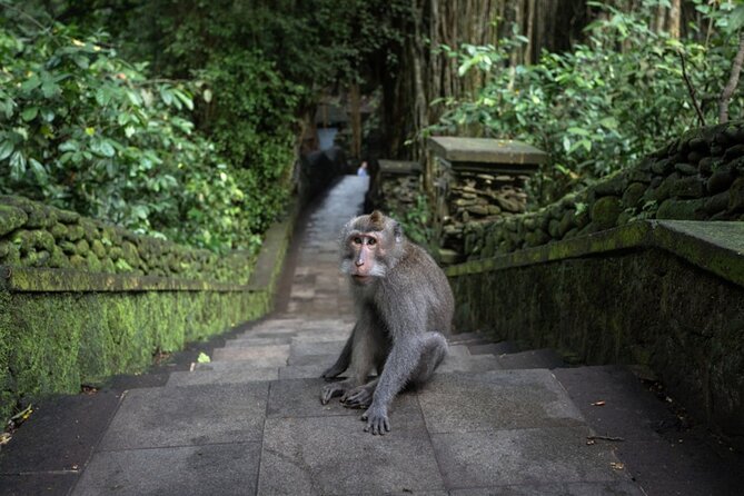 Private Ubud Day Tour Waterfalls Sacred Monkeys and Rice Fields - Stop 1: Barong Dance & Fire Dance as Your Cultural Warm-Up
