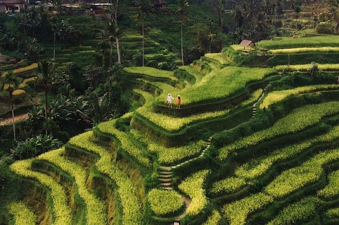 Private Ubud Tour - Key highlights to know before you go