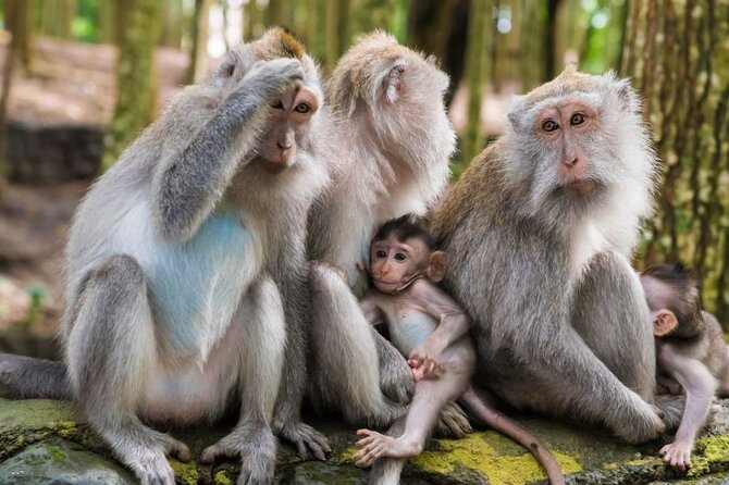 Private Ubud Tour: Monkey Forest, Waterfall & Rice Terrace - Celuk, Batik, and Central Ubud Stops: Art, Markets, and Temples in One Loop