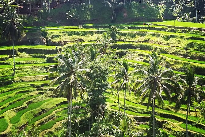 Private ubud tour : Temple Bathing + Mount Batur + Rice Terrace. - Tegalalang Rice Terrace: using your 45 minutes wisely