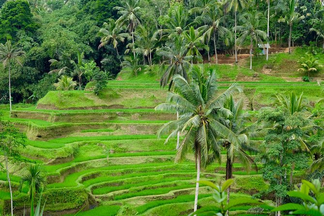 Private Ubud Tour with Hidden Waterfalls - Why this Ubud + waterfall day feels different