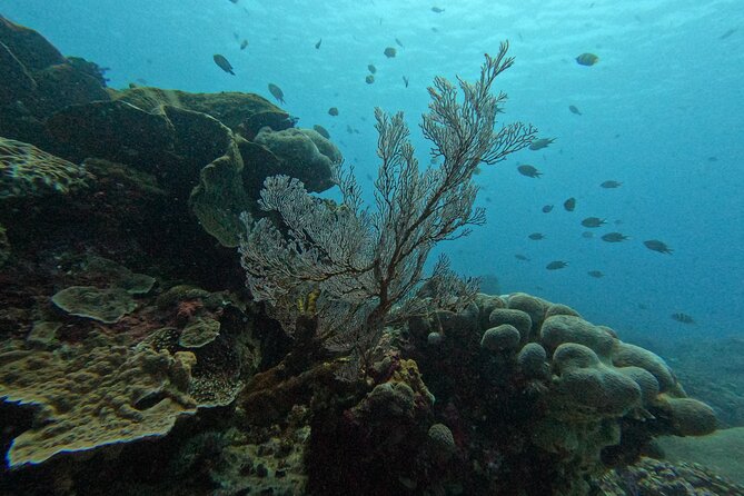 Reef Rehabilitation Course and Snorkeling - Lunch at Coral Cafe and the Small-Group Pace