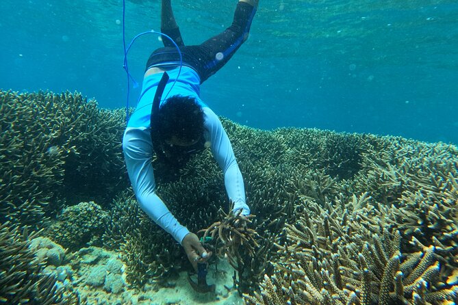 Reef Rehabilitation Course and Snorkeling - Underwater Knot-Tying and Planting 70 Corals the Right Way