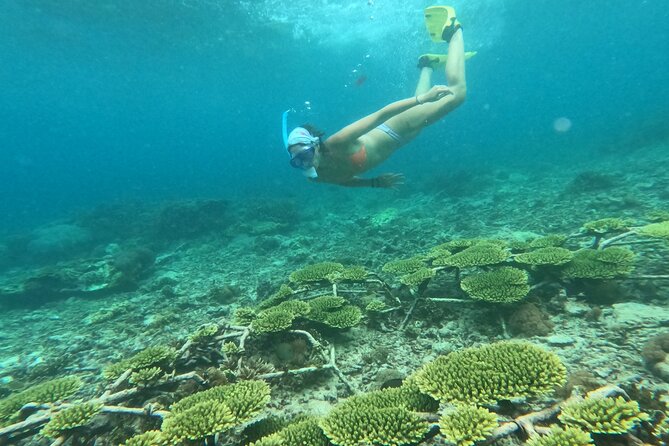 Reef Rehabilitation Course and Snorkeling - Saturdays With the Local School: English Teaching and Beach Cleanups