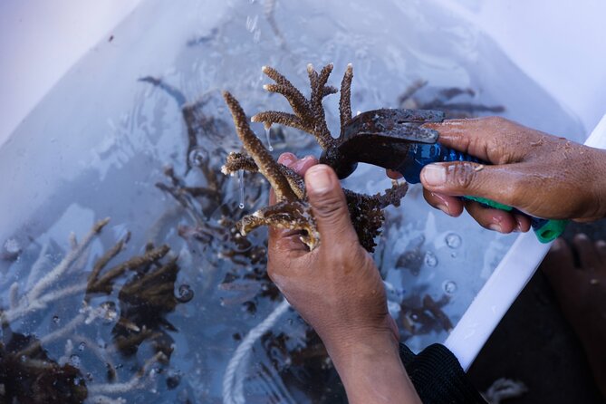 Reef Rehabilitation Course and Snorkeling - Price and Value at $62.61: Where Your Money Actually Lands