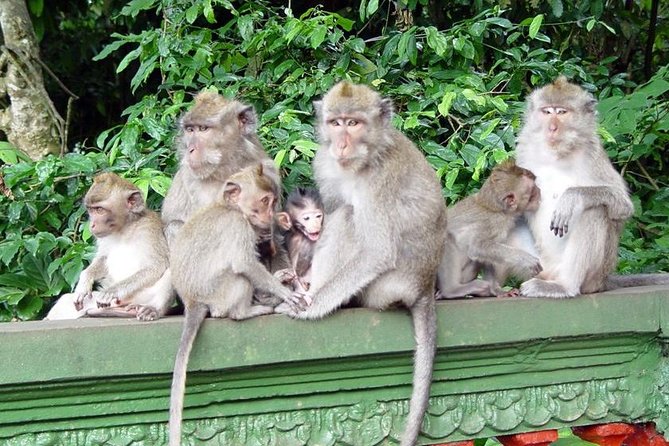 Royal Family Temple, Monkey Forest, and Tanah Lot Sunset Tour - Price and value: what $44 covers in real terms