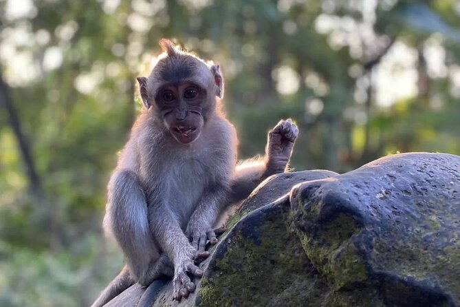 Sacred Spring Experience - Ubud Tour - Cantik Agriculture: the free luwak coffee tasting break