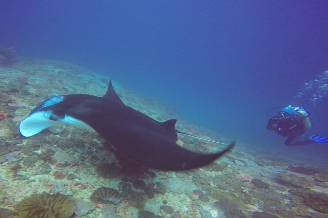 Scuba Diving in Nusa Penida - Manta Point - Manta Point is the star, and the day is built around it